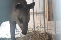 Imagine atasata: tapir-gradina-zoo-timisoara-12.jpg